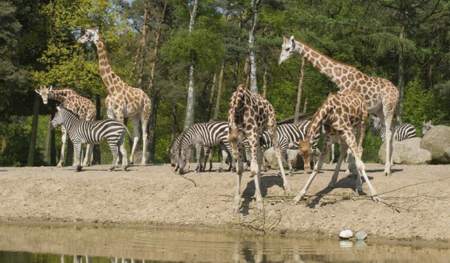 Burgers' Zoo